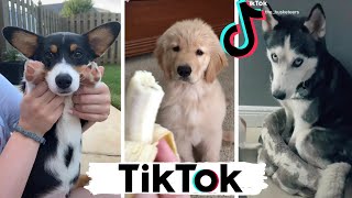 TIK TOK Doggos That Will Make You Laugh  Cutest TikTok Puppies  Dog Squad [upl. by Kikelia87]