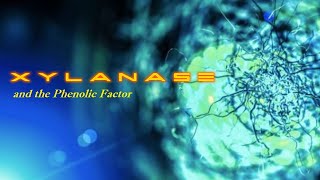 Xylanase and the phenolic factor [upl. by Anoek]