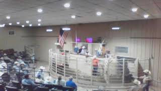 Red River Livestock Auction 7172024 [upl. by Yrennalf]