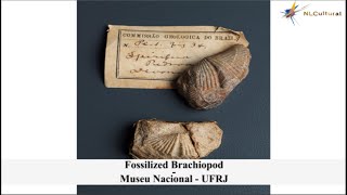 Brachiopod at The Museu Nacional  UFRJ [upl. by Burrow]