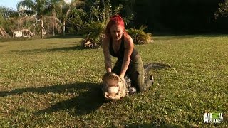 100 Pounds of Ashley Hauls in 300 Pound Alligator  Gator Boys [upl. by Ainel]