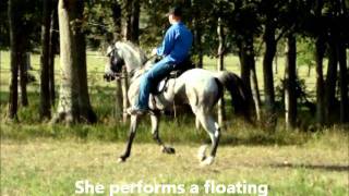 Extremely Classy Silvery Blue Roan Tennessee Walking Horse Mare for sale [upl. by Aurore]