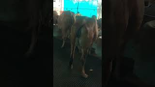 gircow cow cowlover cowfarm cowvideos cows cowboys gaumata shorts [upl. by Ellerol]