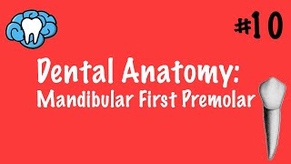 Dental Anatomy  Mandibular First Premolar  INBDE [upl. by Sawyor]