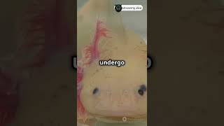 Axolotls Nature Real life XMen The Regeneration Master animalfacts animals axolotl [upl. by Trude]