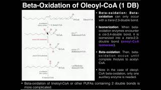 PUFAs BetaOxidation of Oleic Acid 1 Double Bond [upl. by Auohs]