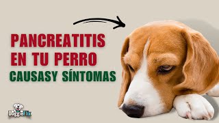 ¿Sabías que darle comida humana a tu perro puede causarle pancreatitis [upl. by Lathrope]