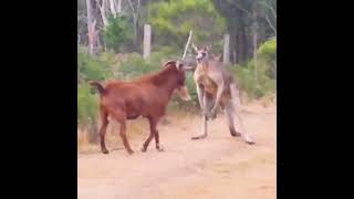 When animal go on a rampage video compilation [upl. by Davies]