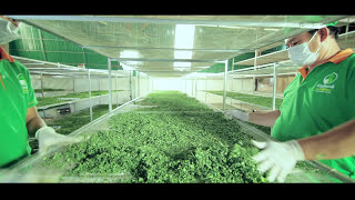 Moringa manufacture Cambodia [upl. by Nnylaj875]