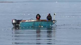 Gillnet Fishing in Dungeness Bay [upl. by Marigolda370]