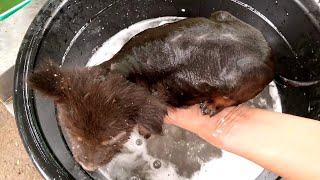 Time to take a bath to clean body  How to wash puppy to remove lice [upl. by Barty]