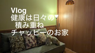 vlogソファーベッドを買いました、食べる事の大切さ、おやつ、晩ごはん、刺繍、犬 [upl. by Ednalrym407]