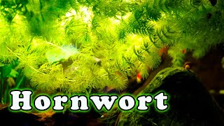 Hornwort Aquarium Plant Care Is This The FASTEST Growing Aquarium Plant [upl. by Lisabet]