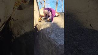 Clown Town V4  Haycock Bouldering [upl. by Maril]