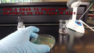 How to Perform an Oxidase Test  The Taxo N Disc Method [upl. by Buna]