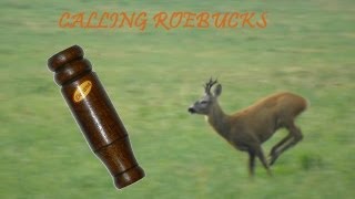 CALLING ROEBUCKS DEVANA HD  VABENIE SRNCOV srnčia ruja [upl. by Solram]