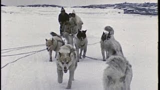 An InuitEskimo family in the Arctic 1959 [upl. by Sherilyn904]