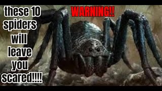 10 biggest spiders in the world [upl. by Mandal]