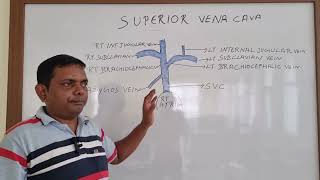 SUPERIOR VENA CAVA ANATOMY ANATOMY LECTURE OF SUPERIOR VENA CAVA THORAX ANATOMY [upl. by Nerret]