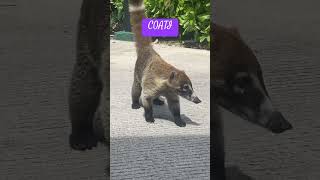 COATI they live in MexicoCancun and are endangered animals wildlife animals animales cancun [upl. by Junji]