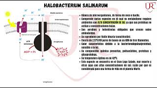 Archeas  Halobacterium Salinarum  Trabajo Grupal  Microbiología VII semestre [upl. by Mahala602]