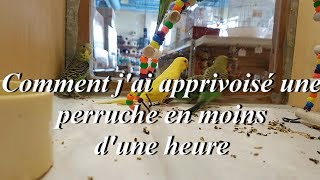 Comment jai apprivoisé une perruche en moins d1 heure   How I tamed a parakeet in a short time [upl. by Lally]