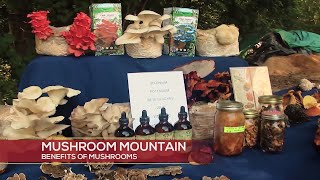 Learn about fungi at Mushroom Mountain [upl. by Oflodor]