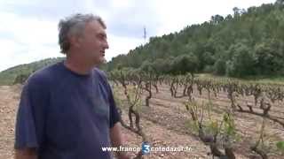 Carcès vignerons touchés par la grêle [upl. by Philipson762]