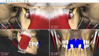 Mandibular Movements [upl. by Ecnahoy]