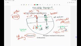 Lec 2 vesicular transport [upl. by Ioyal]