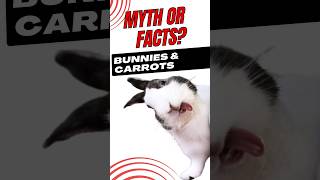 Bunnies amp Carrots Busted Myth [upl. by Petie293]