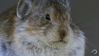 Cute Pika Devours Bird Brains  North America [upl. by Anitsyrhk860]