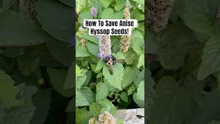 How To Save Anise Hyssop Seeds shortsvideo [upl. by Llertram]