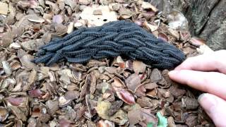 Massive moving pile of sawfly larvae Perreyia [upl. by Harrod]