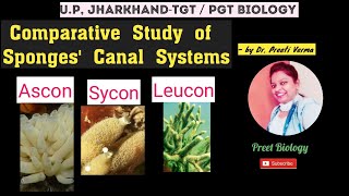 Canal System in Sponges ll Ascon ll Sycon ll Leucon ll Porifera tgtpgtbiology [upl. by Marcelia]