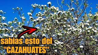 quotCAZAHUATESquot O CACAHUATES plantas [upl. by Terti]