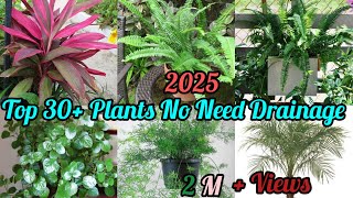 Top 30 Plants That Dont Need Drainage Hole Indoor Plants That Dont Need Drainage [upl. by Krystle]