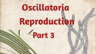 Oscillatoria Reproduction [upl. by Falda]