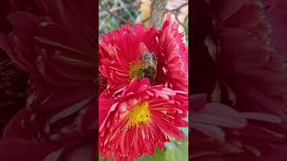 Its cold honey go to sleep🌼🐝nature honeybee subscribe [upl. by Lazes]