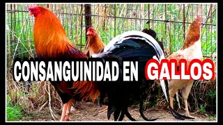 Consanguinidad en Gallos [upl. by Xad]