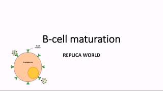 B cell maturation  Immunology [upl. by Merrill]