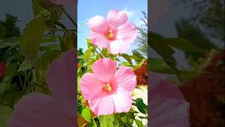 Amazing beautiful flowers and nature shorts video flowers nature shorts [upl. by Enomsed]