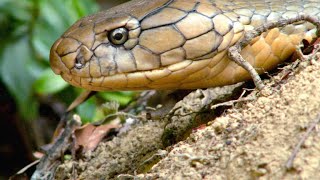 Watch Two King Cobras Romance Each Other [upl. by Oaks]