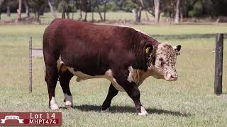 Lot 14 MHPT474 Melville Herefords 2024 [upl. by Susejedairam755]