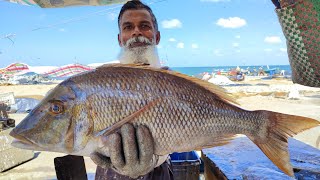 Huge Spangled Emperor Fish Cutting [upl. by Wendelina]