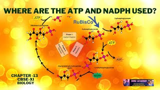 ATP And NADPH Used In   Photosynthesis In Higher  Plants  Chapter 13  CBSEXI [upl. by Stinky]