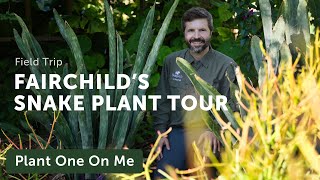 SNAKE PLANT TOUR at Fairchild Tropical Botanic Garden — Ep 303 [upl. by O'Grady]