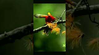 Golden Pheasant is known as the little phoenix with its long tail flying [upl. by Hannahc]