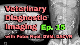 Report Pending Ep 15  Veterinary Diagnostic Imaging [upl. by Ayoj254]