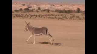 Donkey Rides in Luxor [upl. by Cotter523]